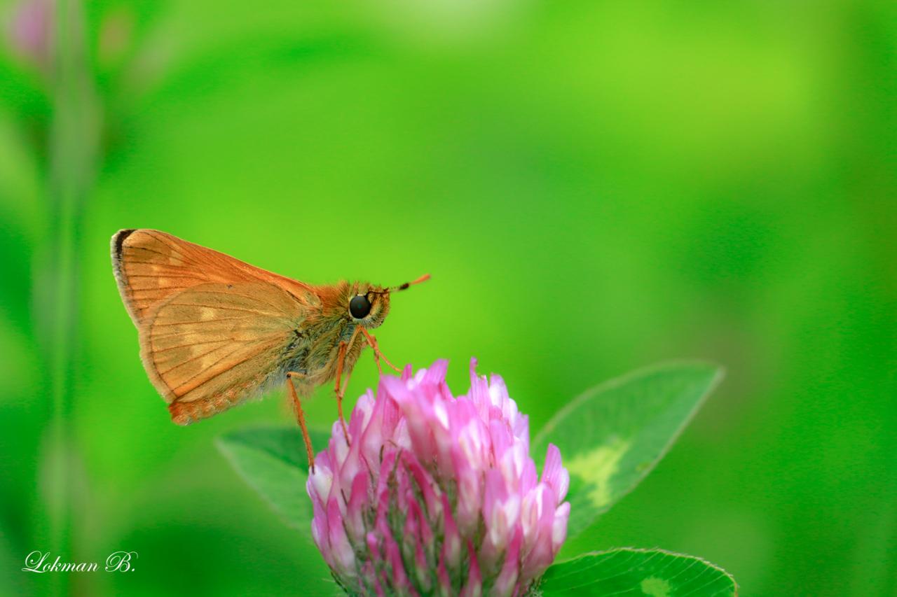 Orman Zıpzıpı (Ochlodes venatus)