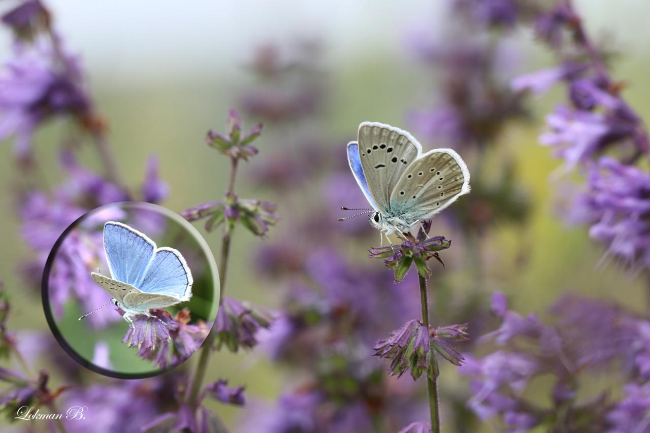 Putnam'ın Çokgözlüsü (Polyommatus putnami)