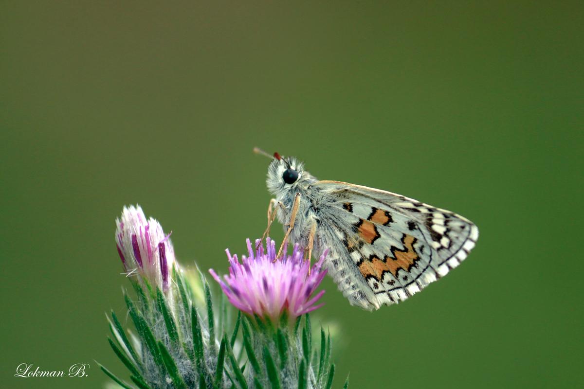 Sarıbandlı Zıpzıp (Pyrgus sidae)