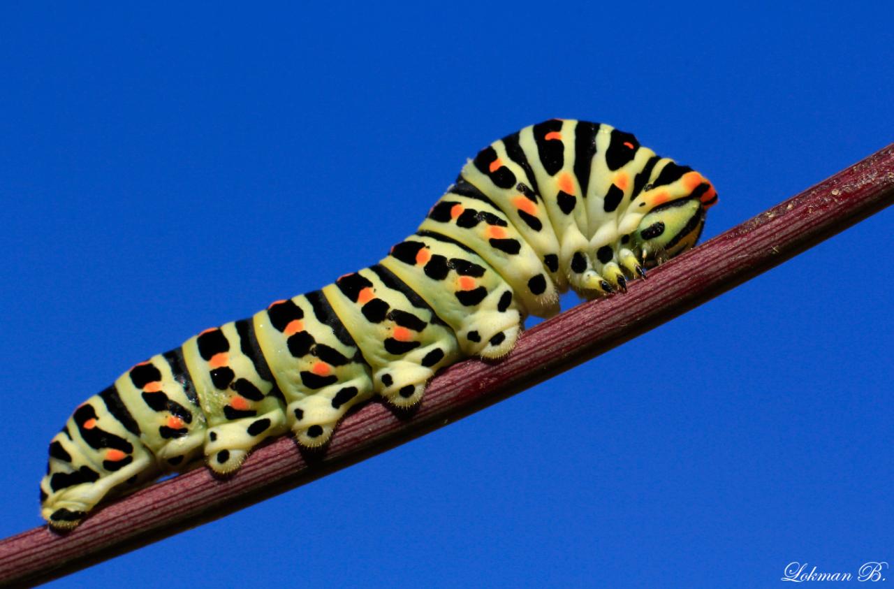 Kırlangıçkuyruk Tırtılı (Papilio machaon)