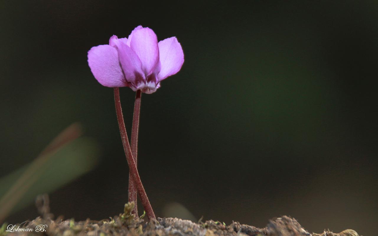 Yabani Siklamen (Cyclamen coum)
