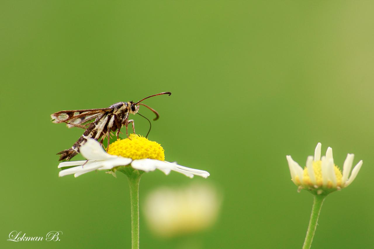 Pyropteron triannuliforme
