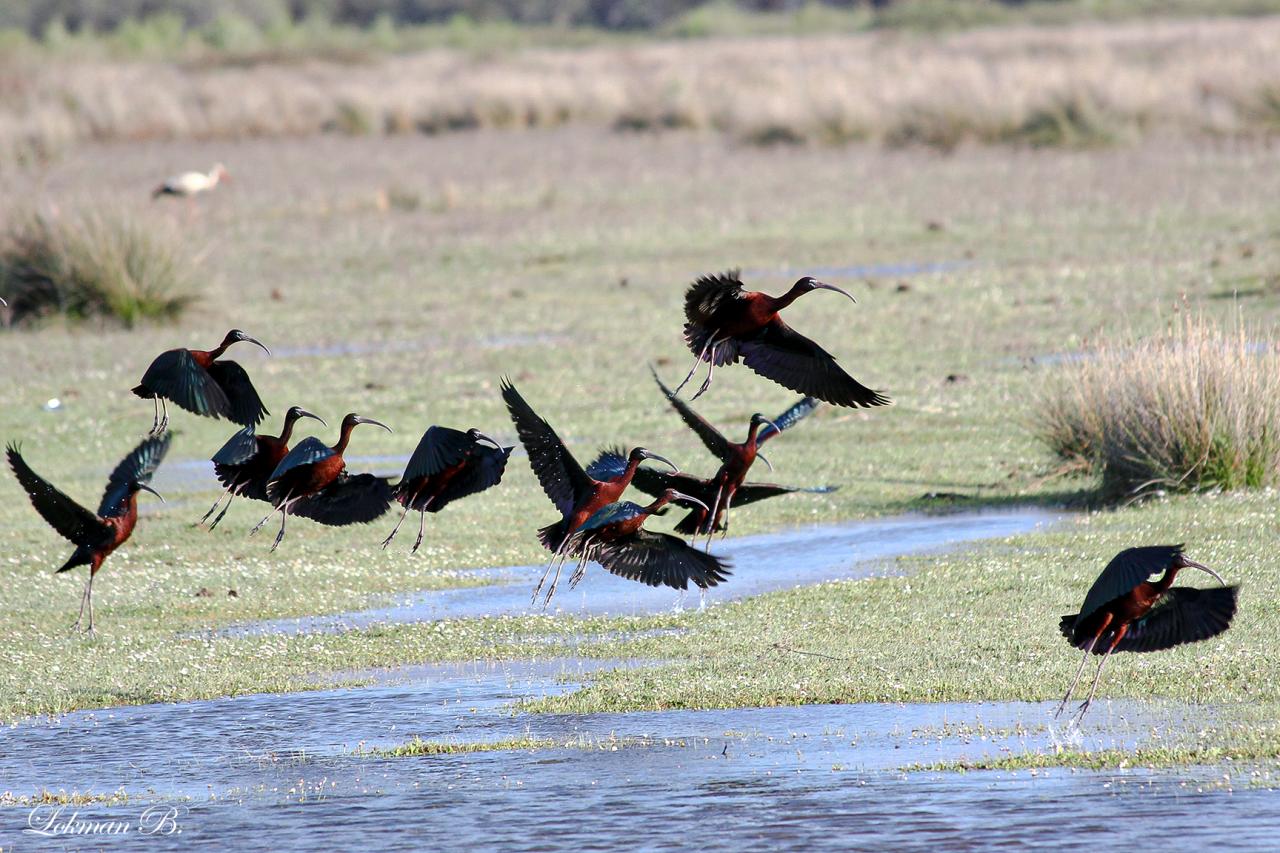 Çeltikçi (Glossy Ibis)