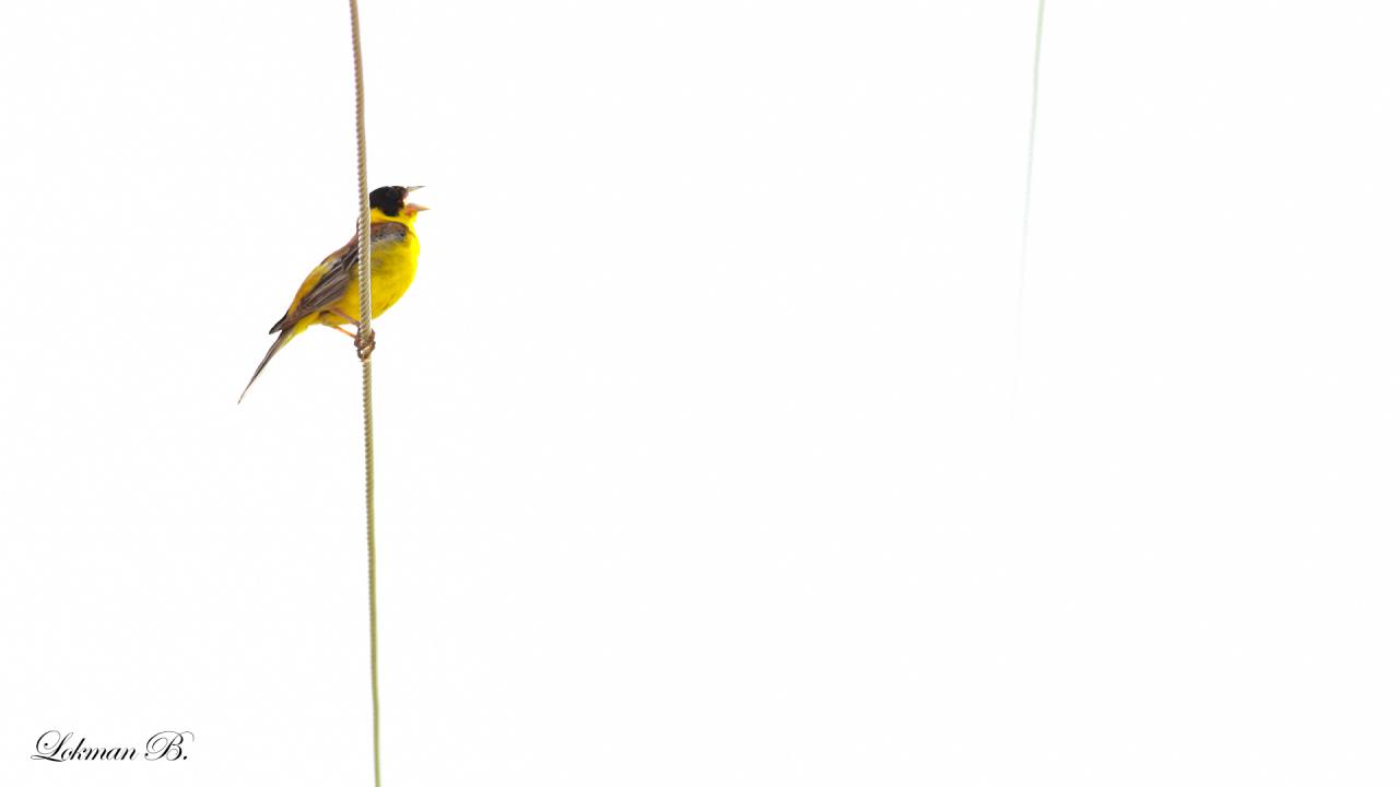 Karabaşlı Çinte Kuşu