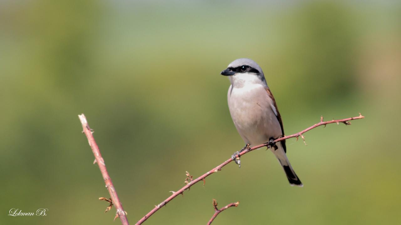 Kızılsırtlı Örümcek Kuşu