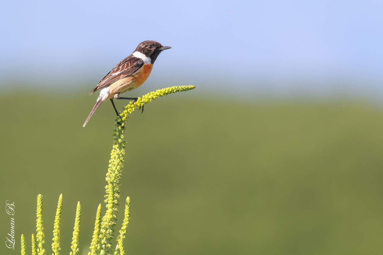 Taşkuşu » European Stonechat » Saxicola rubicola