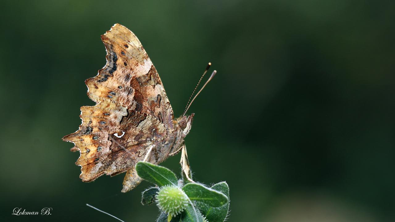 Yırtık Pırtık (Polygonia c-album)