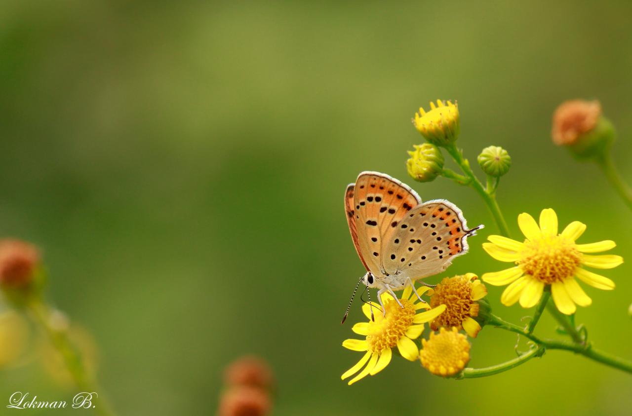 Küçük Ateş » Lycaena thersamon