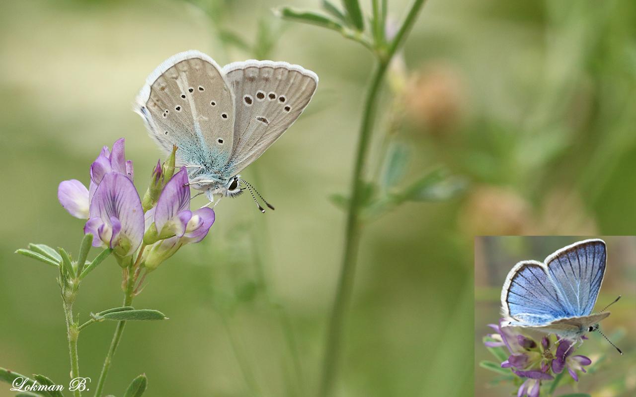 Çokgözlü Ağrı Mavisi » Polyommatus vanensis » Van Blue