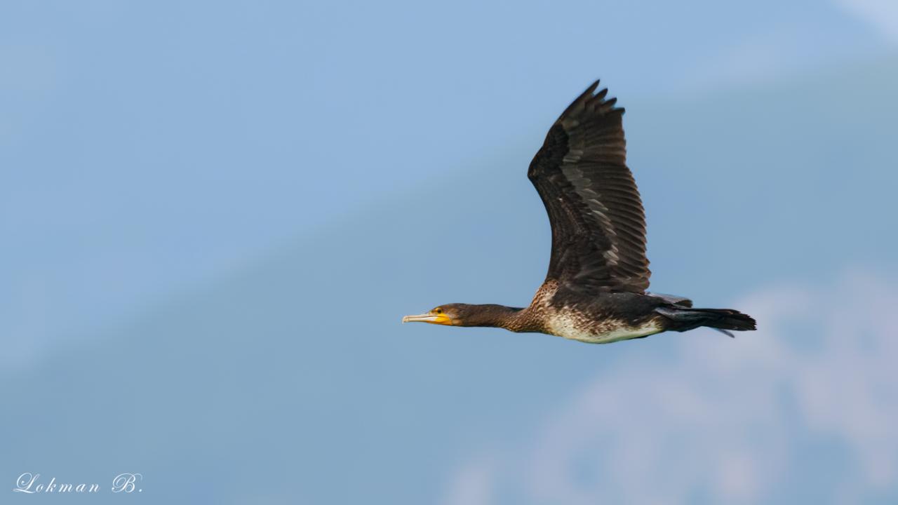Karabatak » Great Cormorant » Phalacrocorax carbo