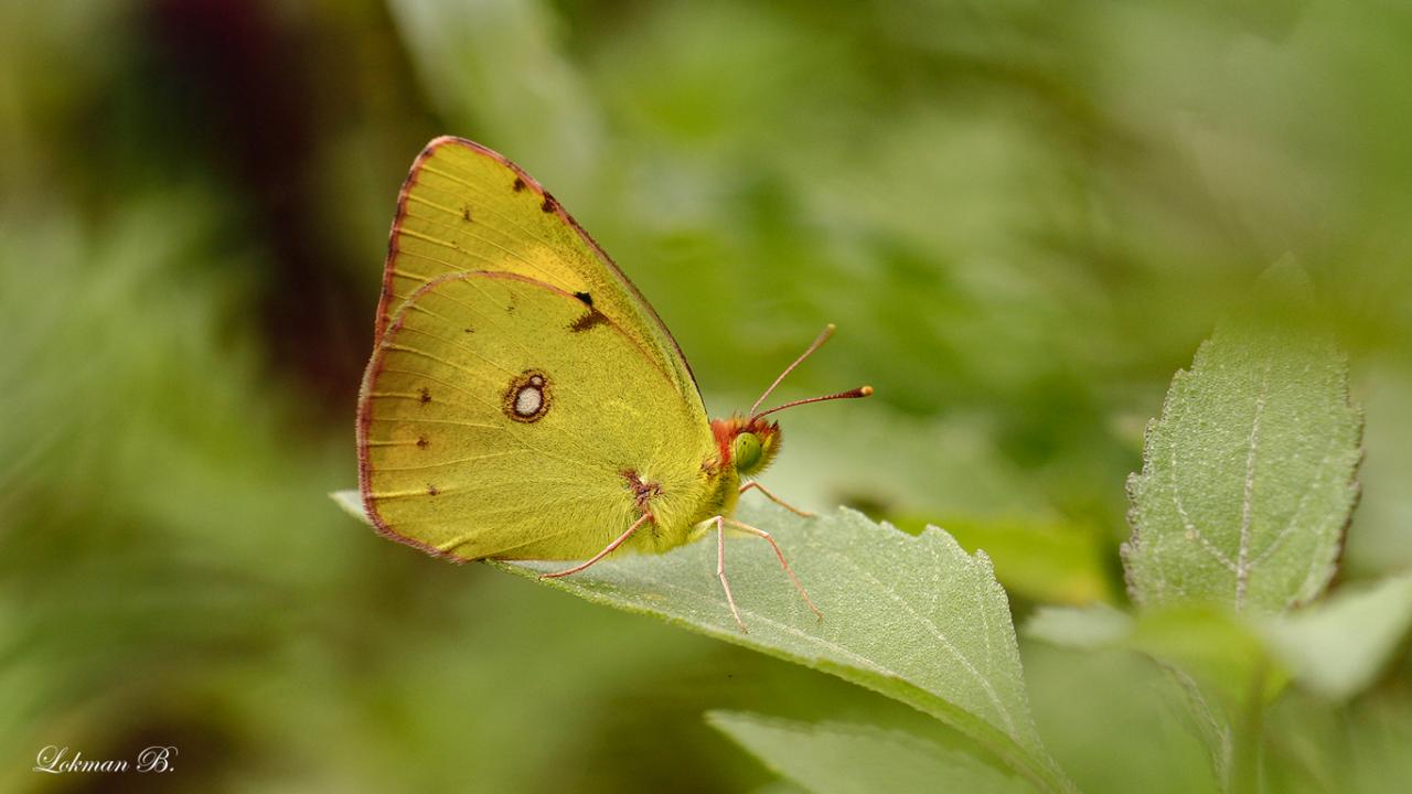 Sarı Azamet » Colias crocea