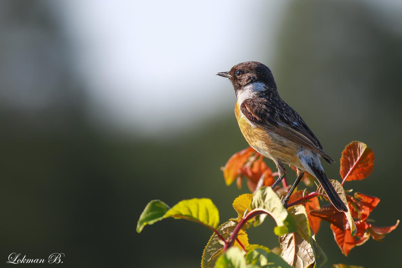 Taşkuşu » European Stonechat » Saxicola rubicola