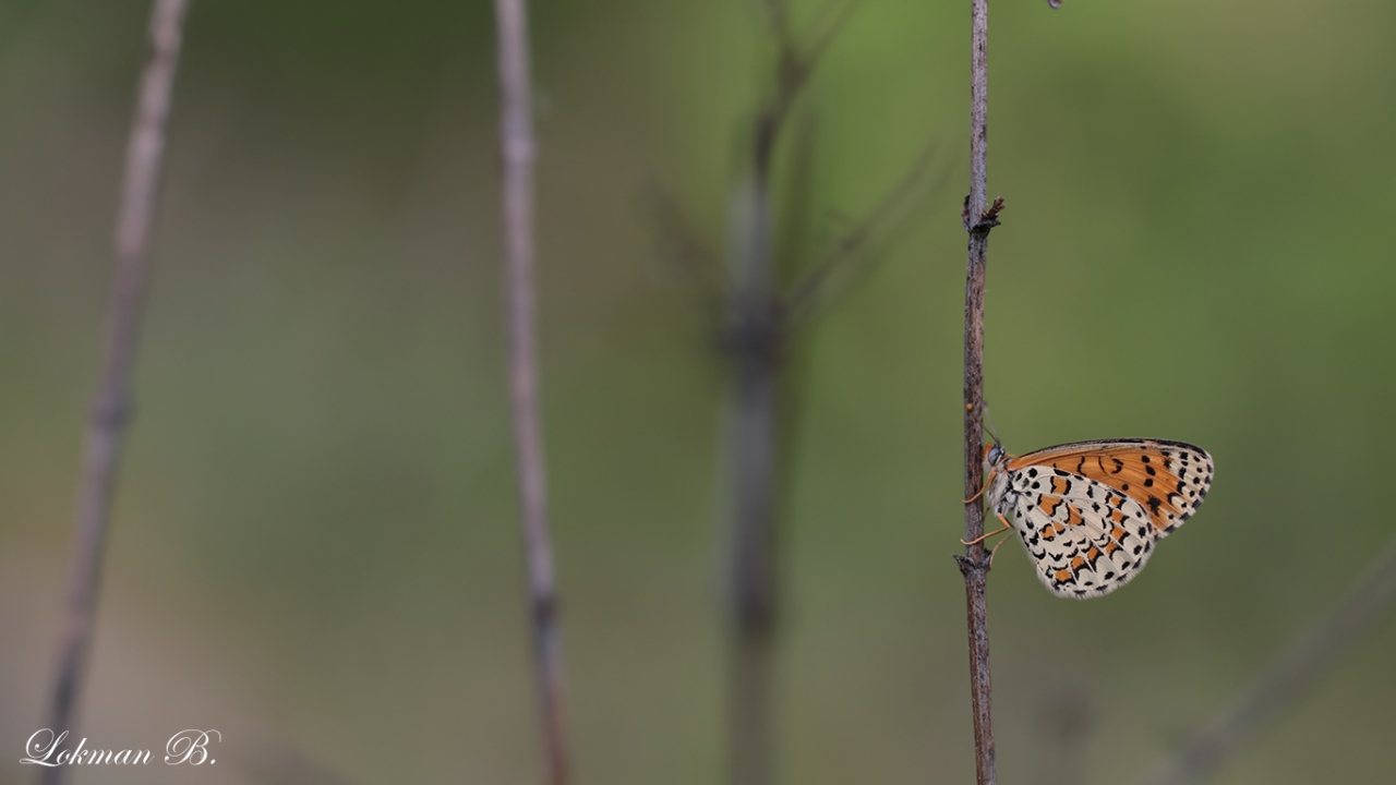Güzel İparhan - Melitaea syriaca