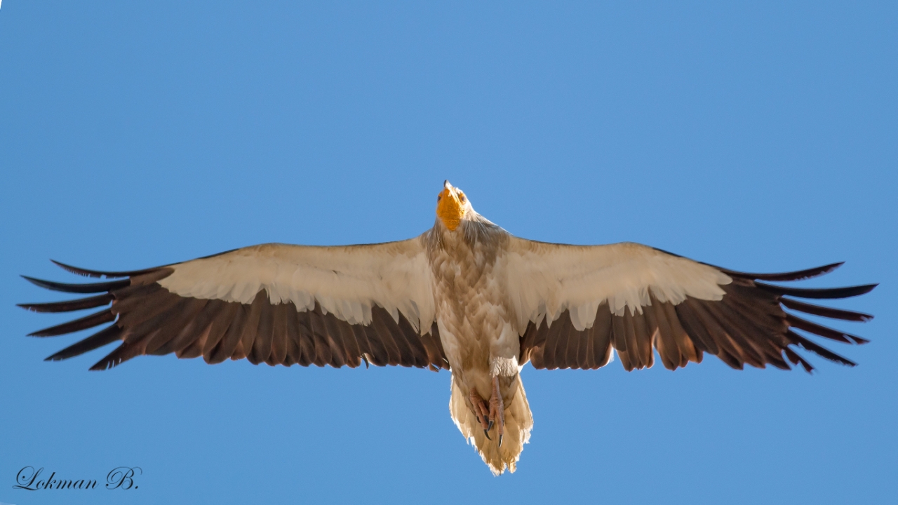 Küçük akbaba » Egyptian Vulture » Neophron percnopterus