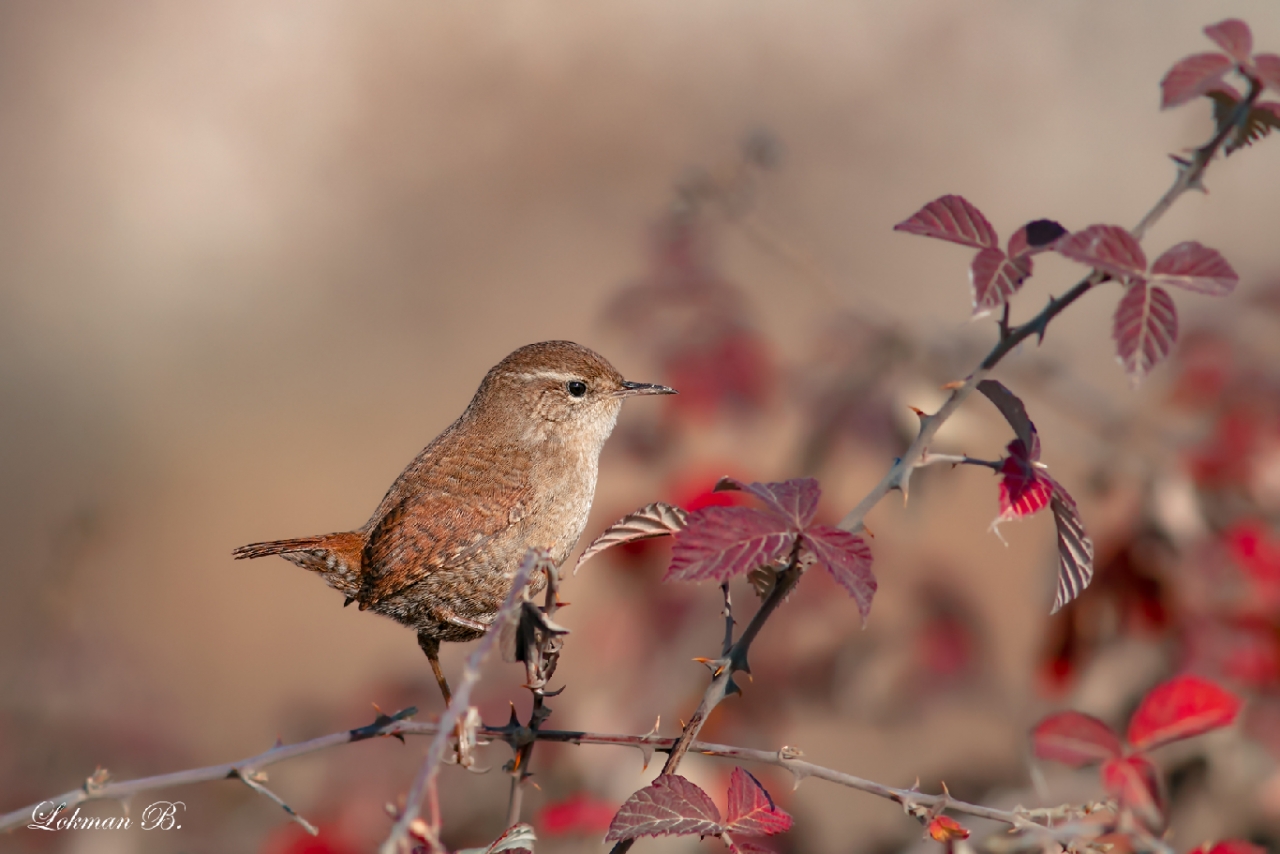 Çitkuşu » Eurasian Wren » Troglodytes troglodytes