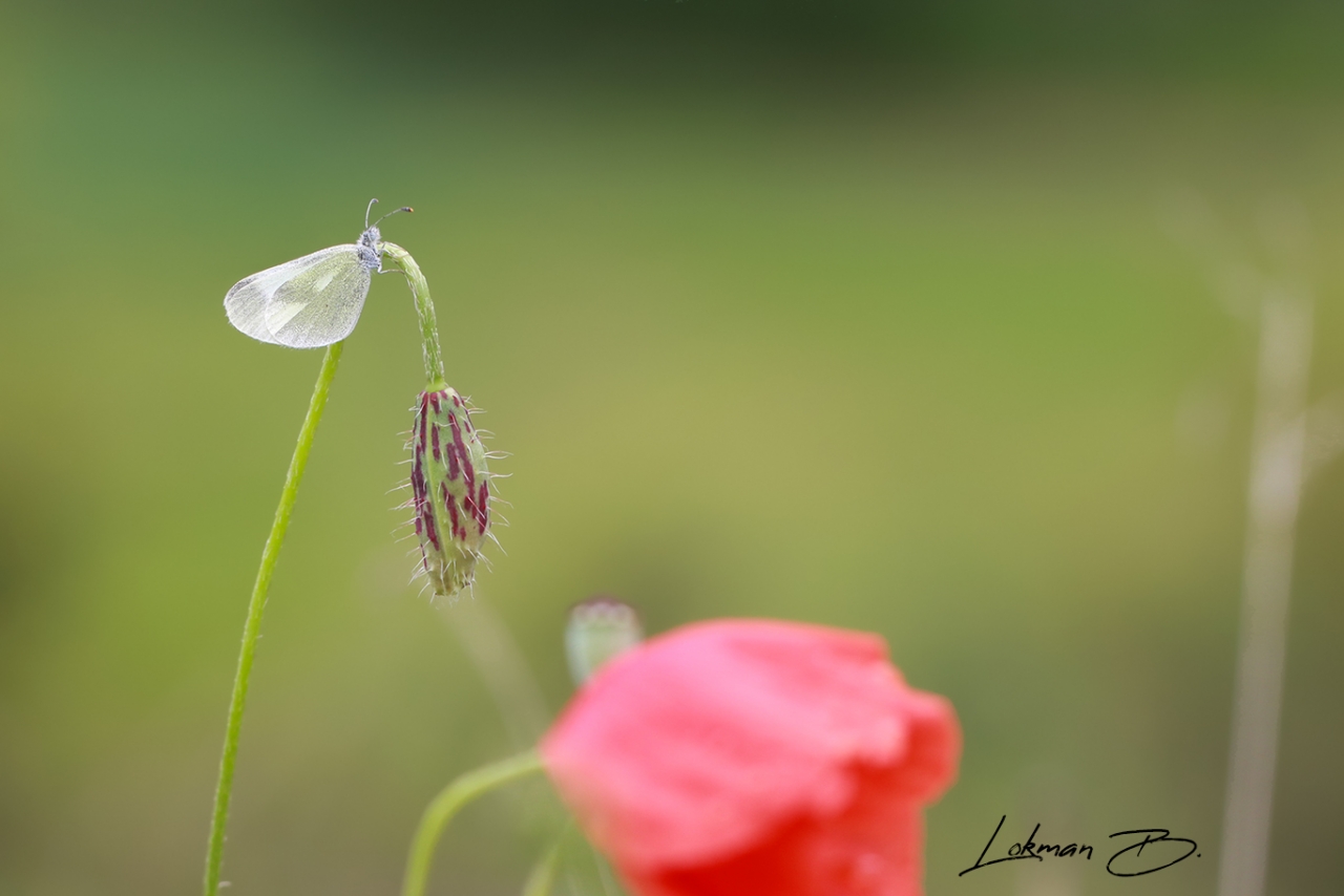 Doğulu Narin Ormanbeyazı (Leptidea duponcheli)