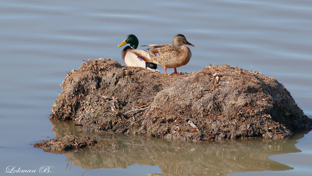 Yeşilbaş (Anas platyrhynchos)