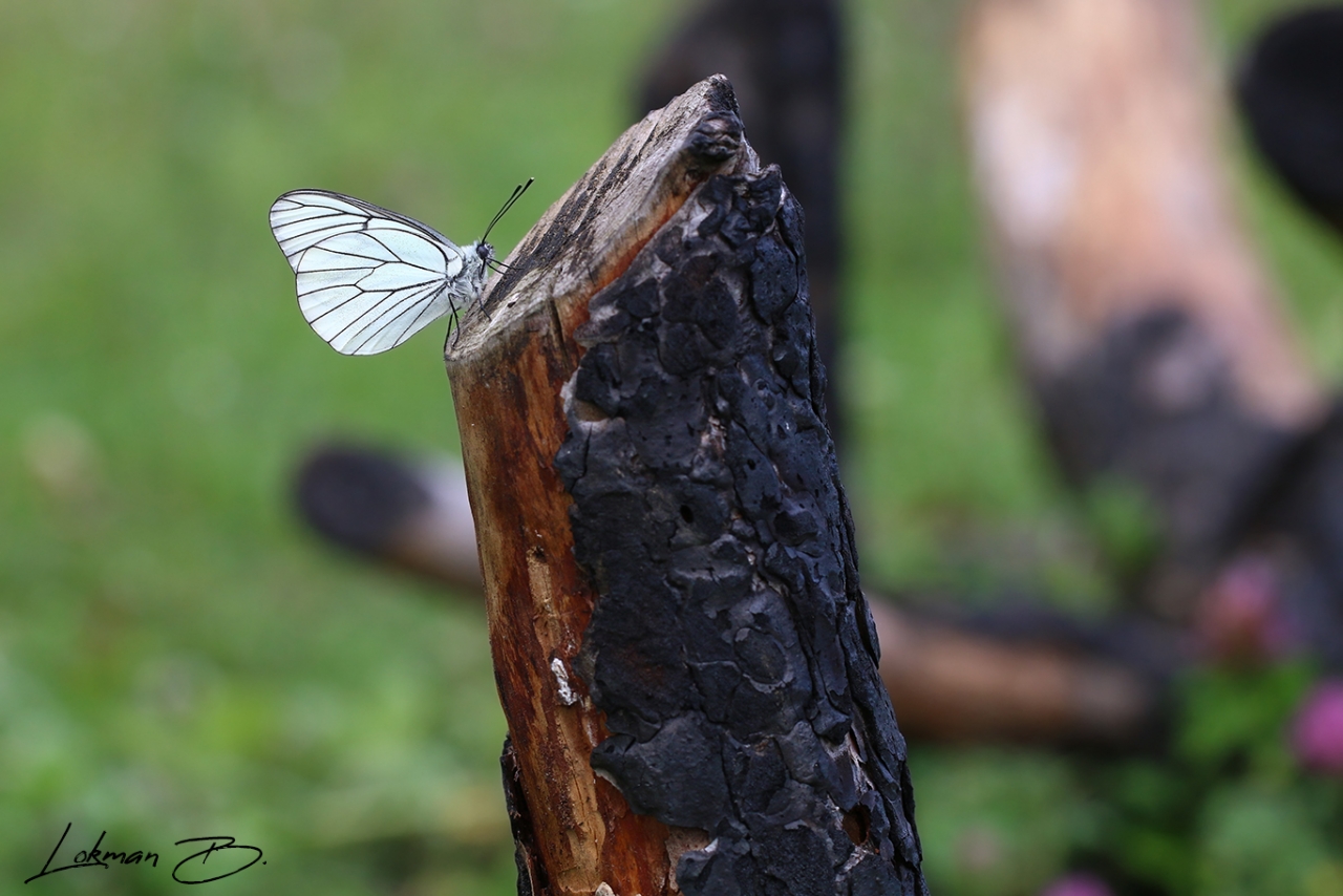 Alıç Beyazı (Aporia crataegi)