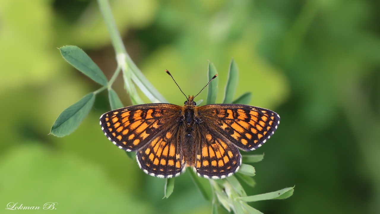 Amannisa (Melitaea athalia)