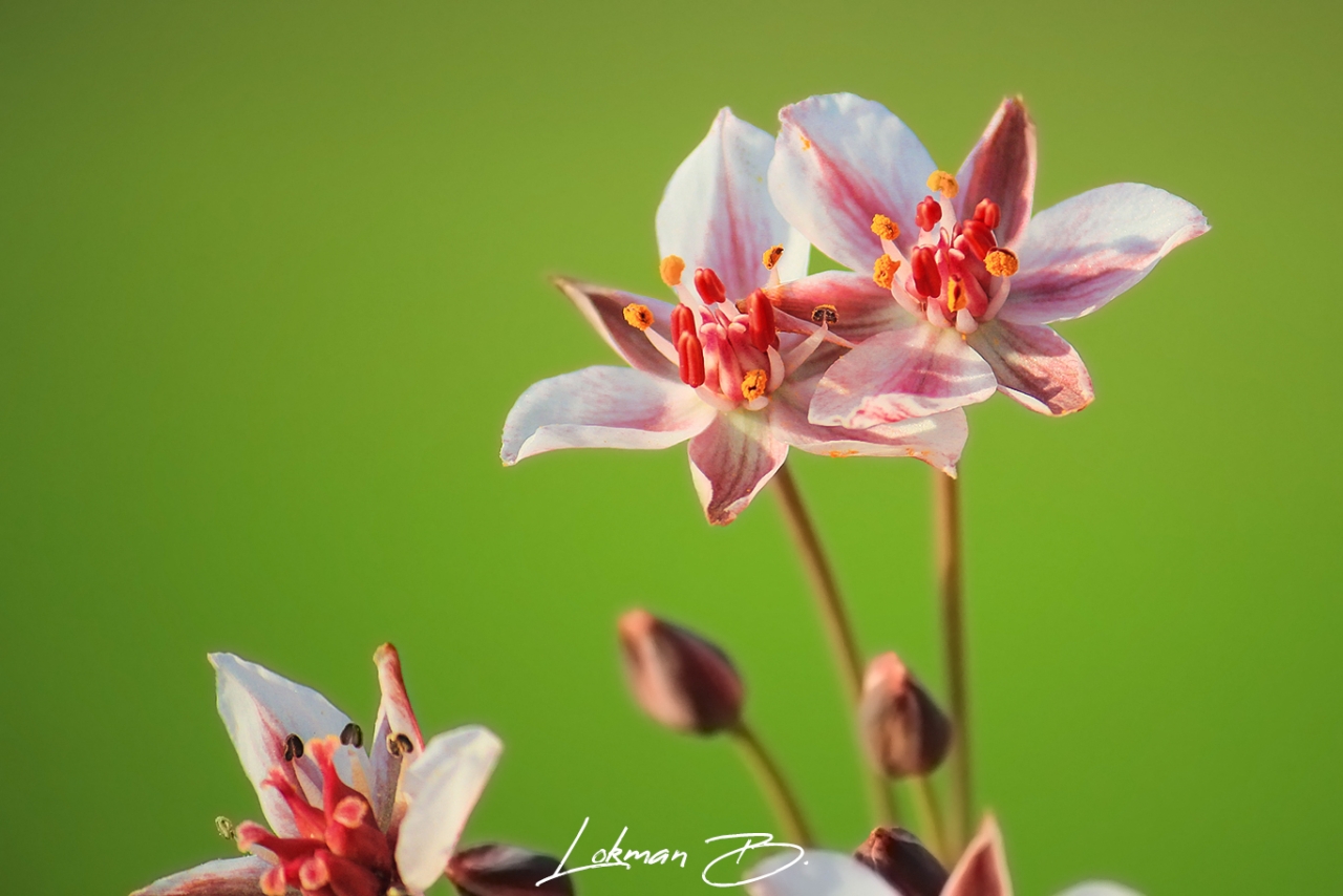 Bataklık Gülü - Butomus umbellatus (Su Menekşesi)