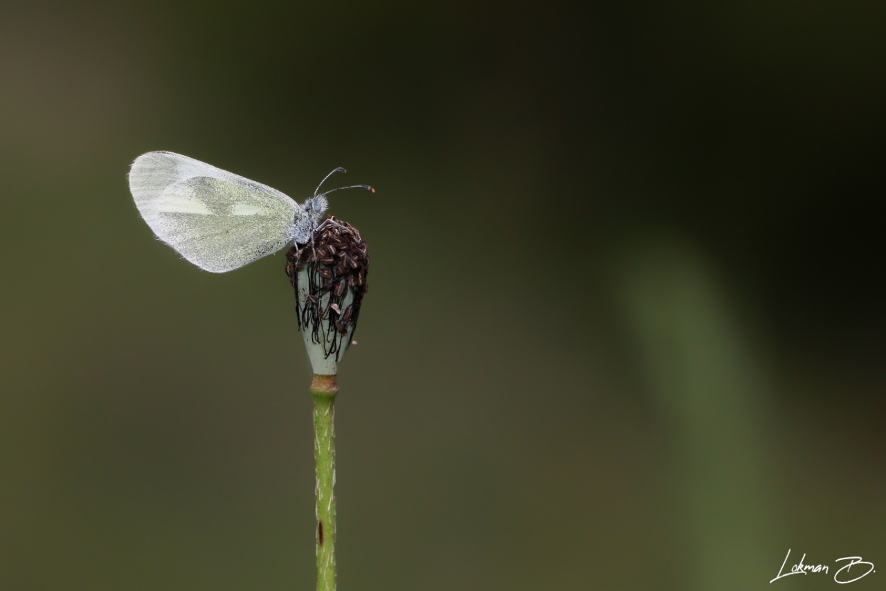Doğulu Narin Ormanbeyazı (Leptidea duponcheli)