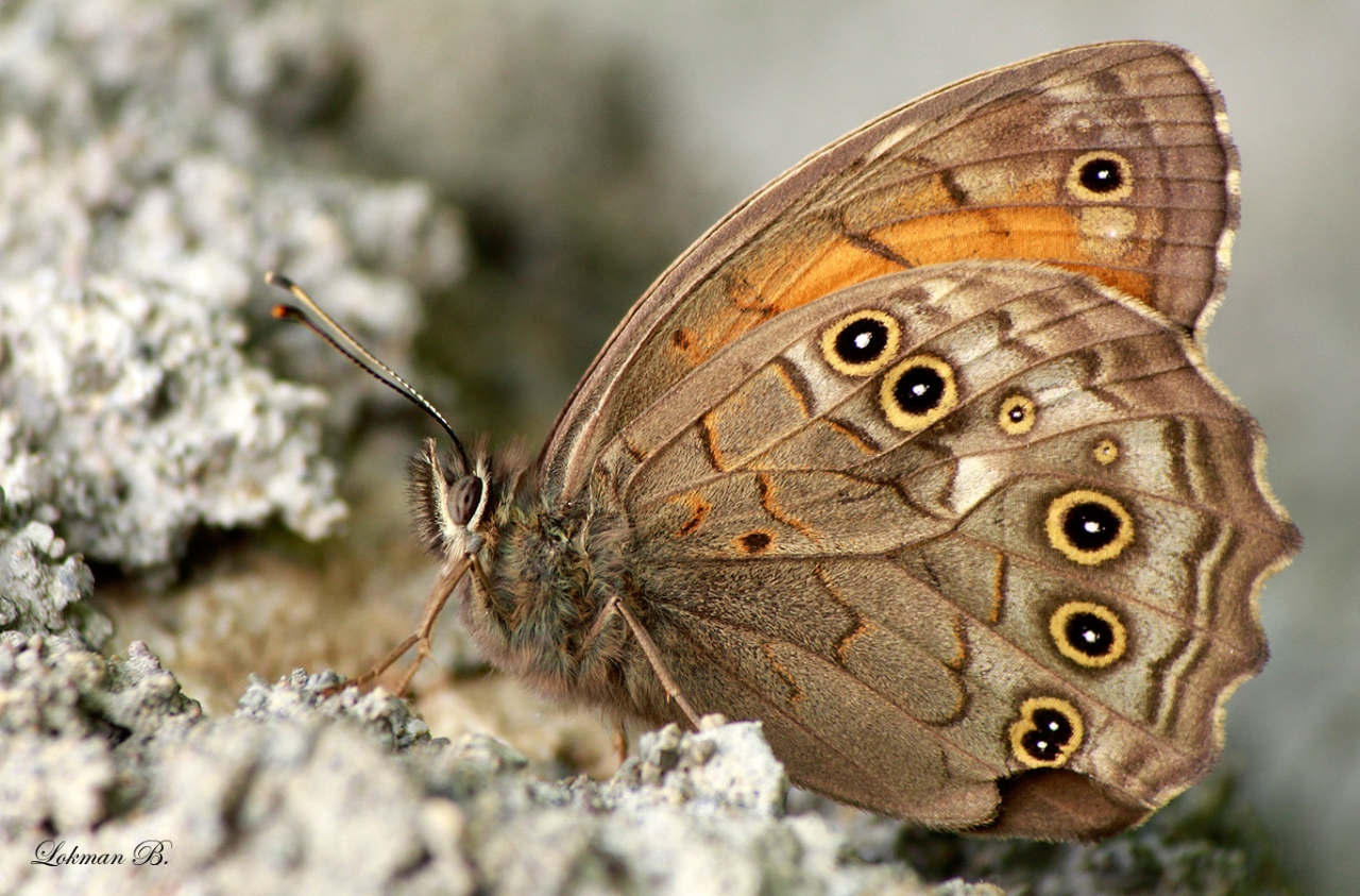 Ağaç Esmeri (Kirinia roxelana)