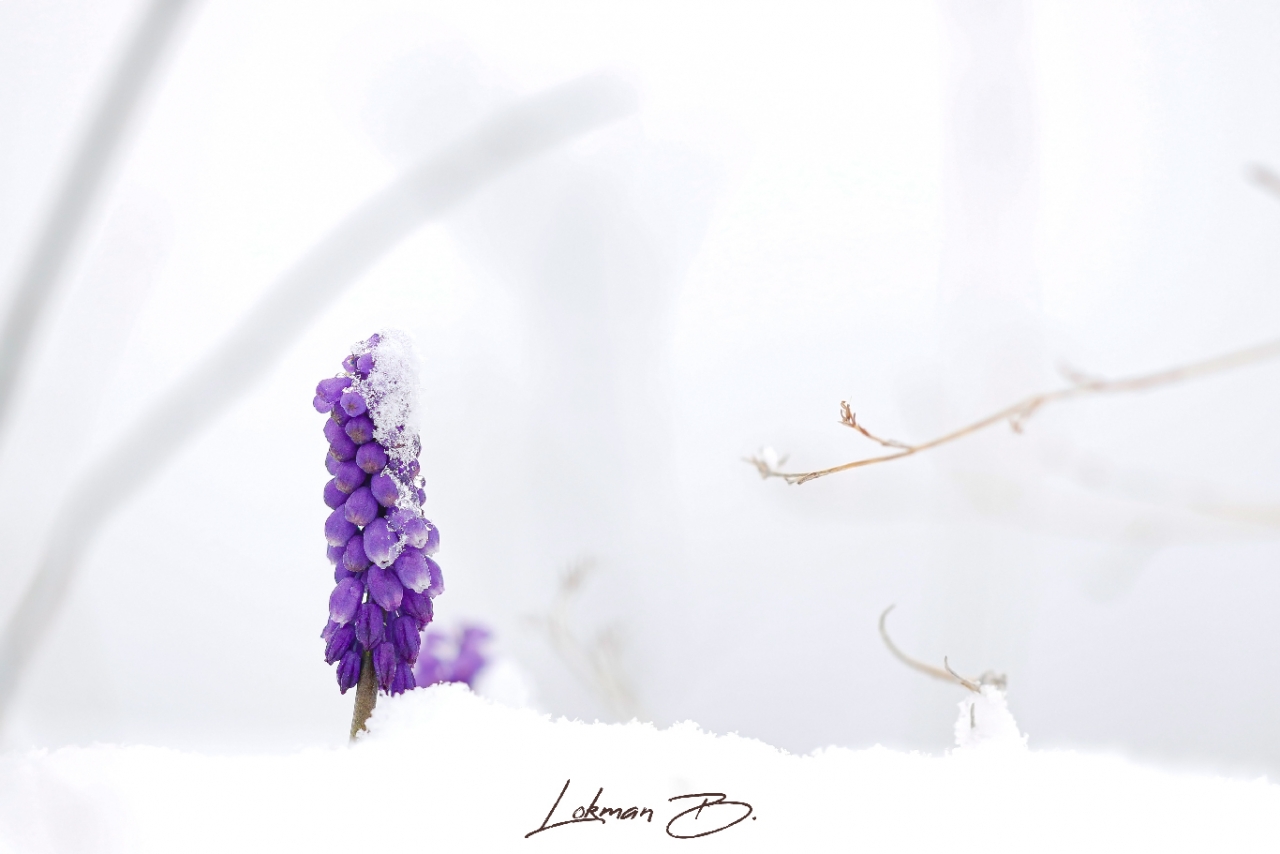 Muscari aucheri (Arap Sümbülü)