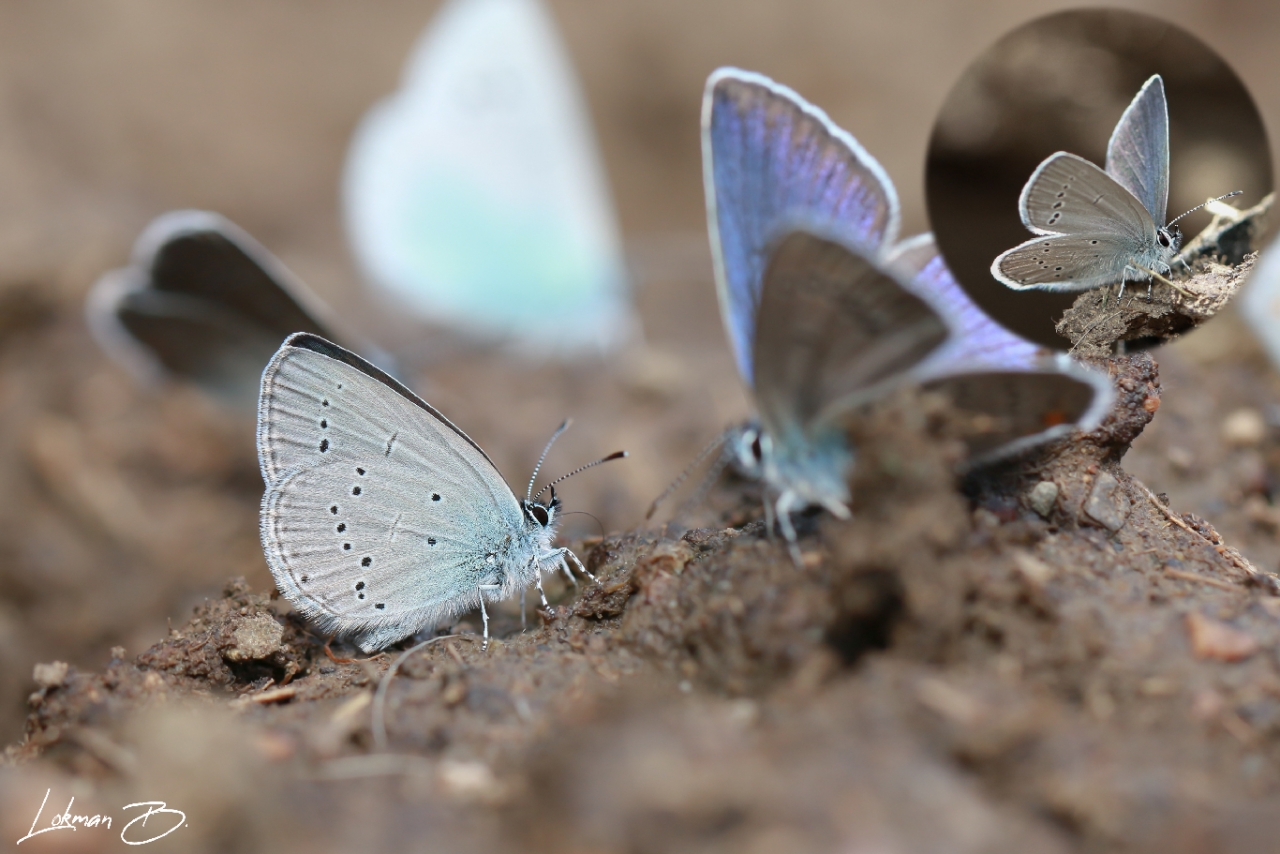 Minik Kupid (Cupido minimus)