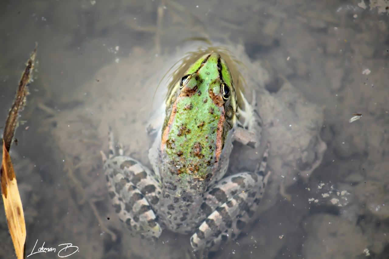 Pelophylax  ridibundus : Ova Kurbağası, Bataklık Kurbağası