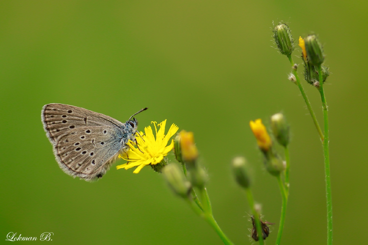 Rebel'in Korubenisi (Phengaris rebeli)