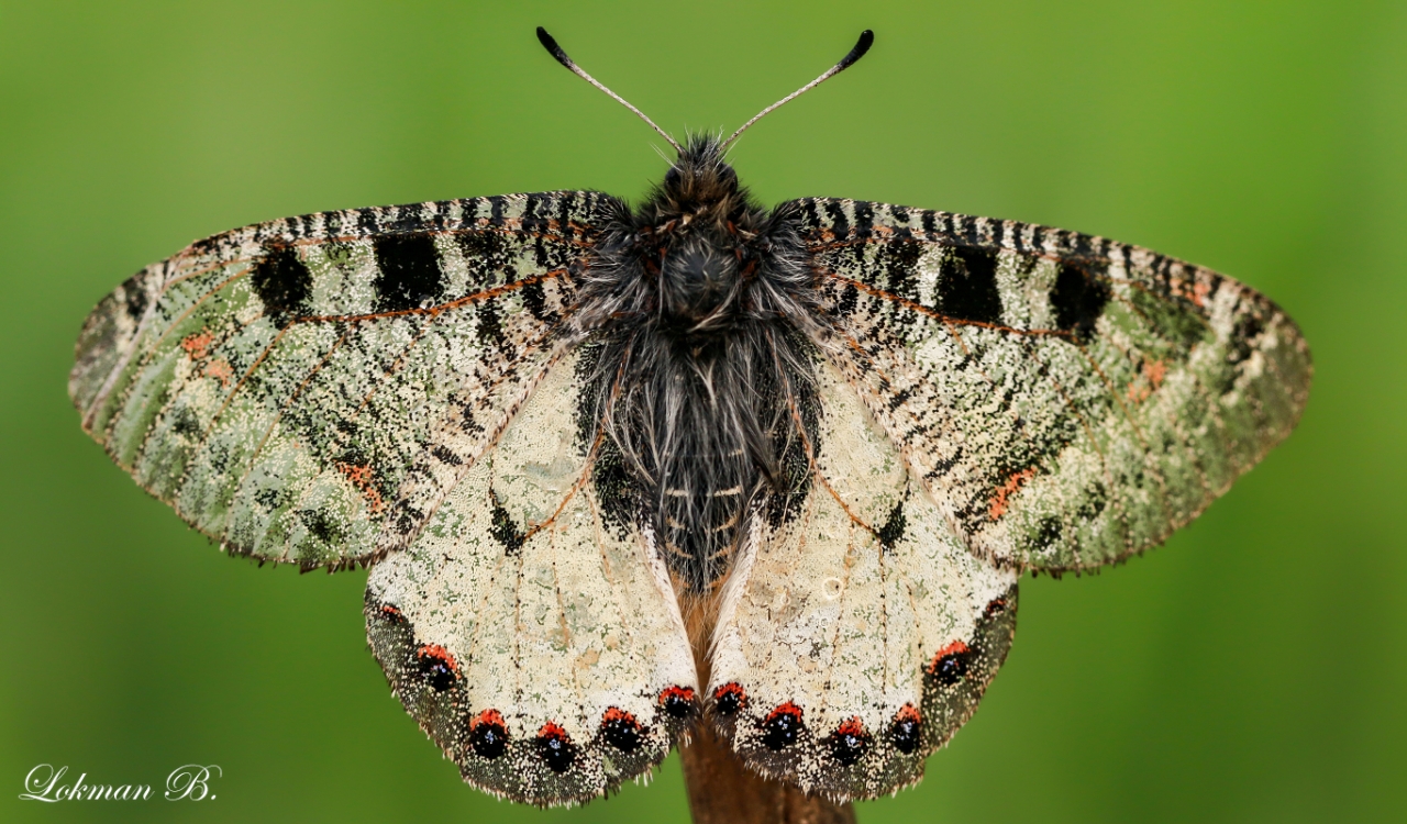 Yalancı Apollo (Archon apollinus)
