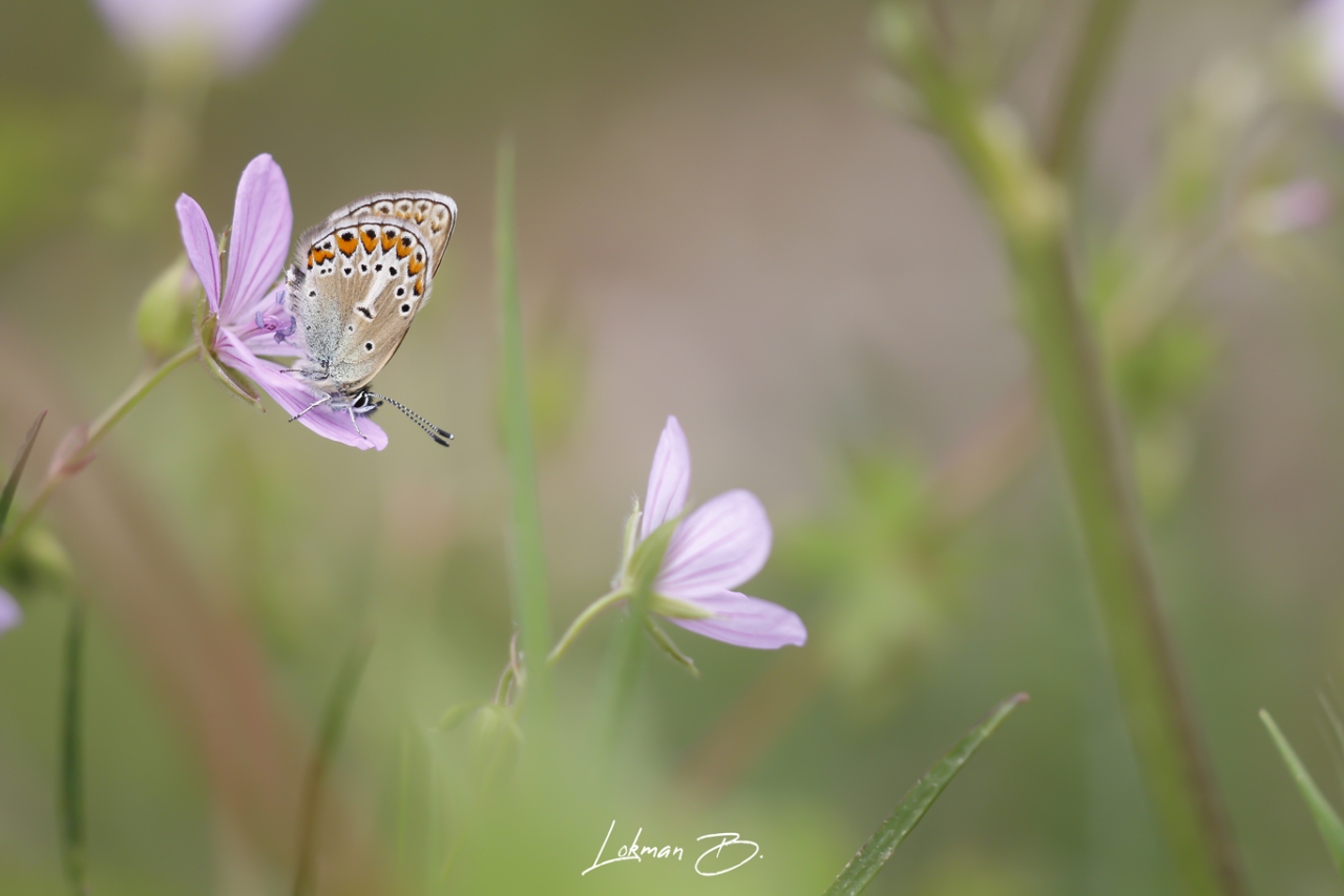 Geranyum Çokgözlüsü (Polyommatus eumedon)