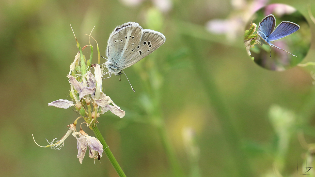 Türk Mavisi (Polyommatus turcicus)