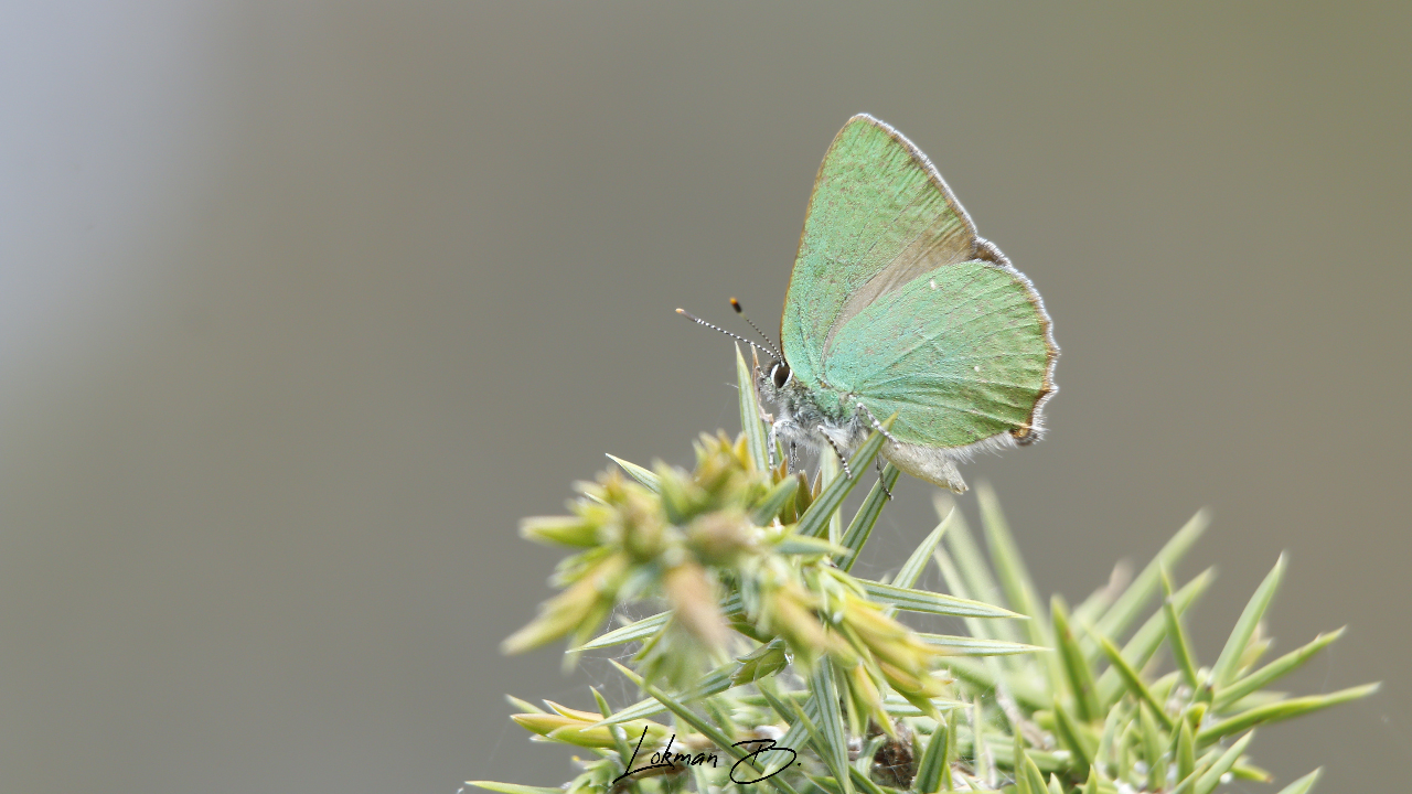 Zümrüt Kelebeği (Callophrys rubi)