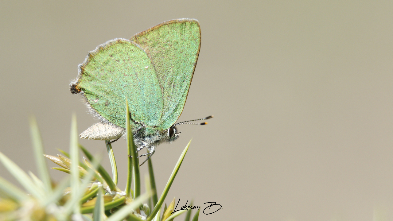 Zümrüt Kelebeği (Callophrys rubi)