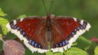 Sarıbantlı Kadife (Nymphalis antiopa)