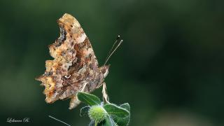 Yırtık Pırtık (Polygonia c-album)