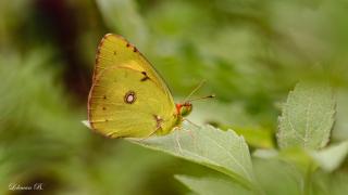 Sarı Azamet » Colias crocea