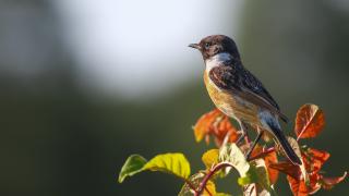 Taşkuşu » European Stonechat » Saxicola rubicola