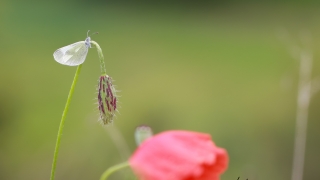 Doğulu Narin Ormanbeyazı (Leptidea duponcheli)