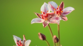 Bataklık Gülü - Butomus umbellatus (Su Menekşesi)