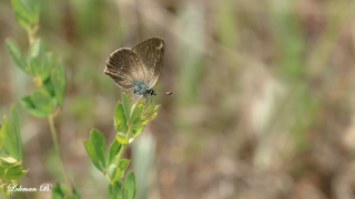 Değişik Bir Zümrüt Kelebeği
