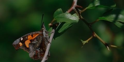 Çitlembik Kelebeği