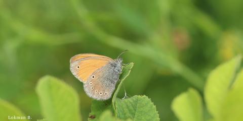 Kafkas Zıpzıp Perisi
