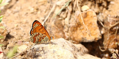Kafkasyalı İparhan (Melitaea interrupta)