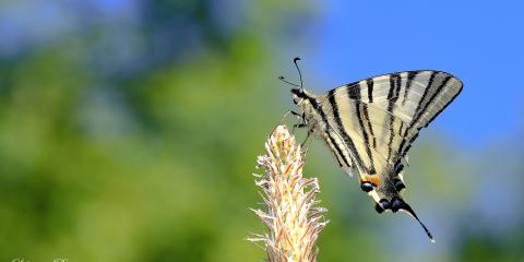 Erik kırlangıçkuyruk (Iphiclides podalirius)