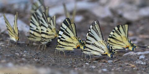 Erik kırlangıçkuyruk (Iphiclides podalirius)