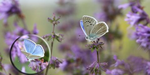 Putnam'ın Çokgözlüsü (Polyommatus putnami)