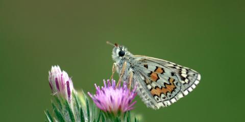 Sarıbandlı Zıpzıp (Pyrgus sidae)
