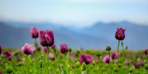 Haşhaş Tarlası - Haşhaş Çiçeği